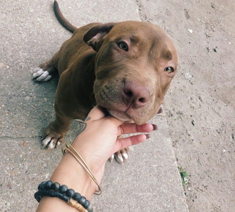 Американский питбультерьер коричневый тигровый