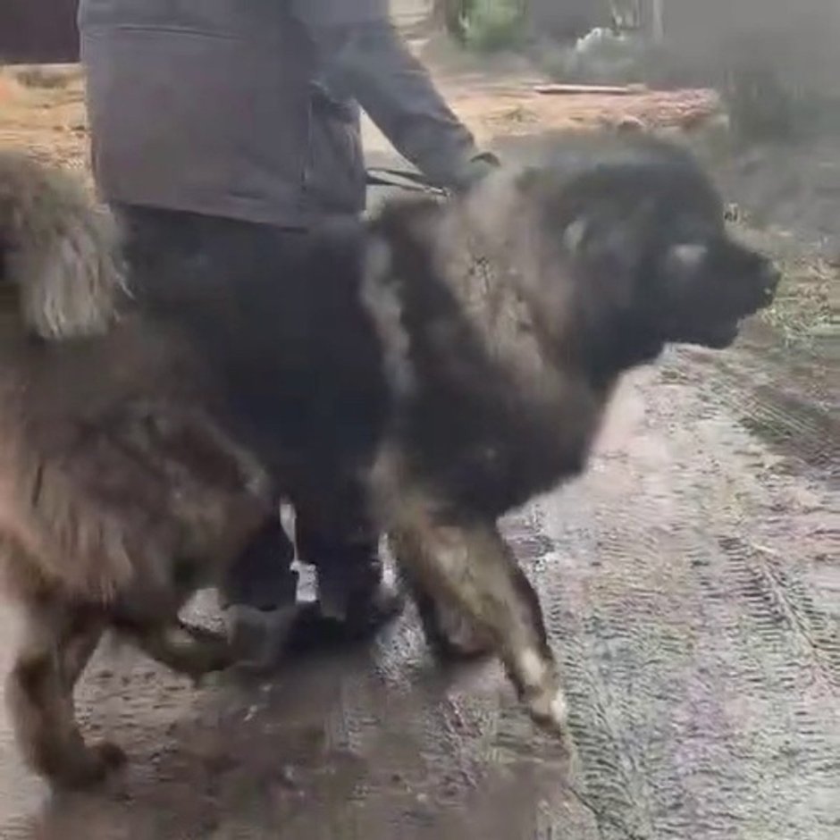 Кангал и Кавказская овчарка