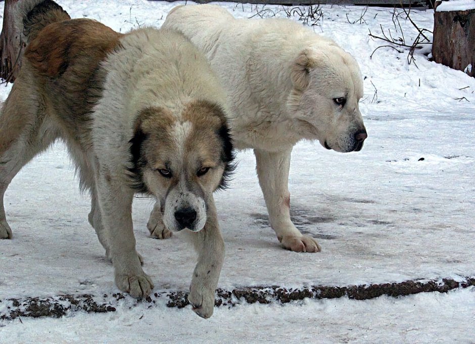 Алабай против кавказской овчарки бой