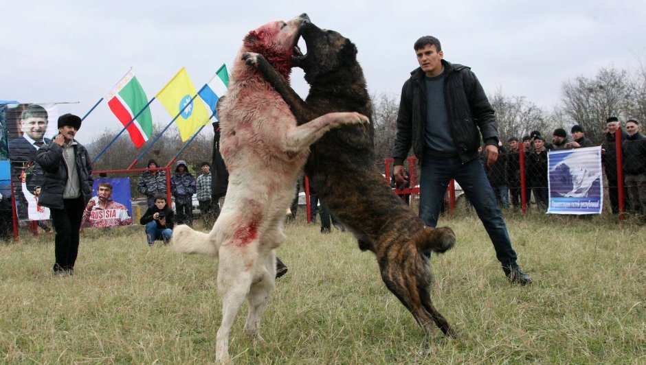 Алабай и Доберман