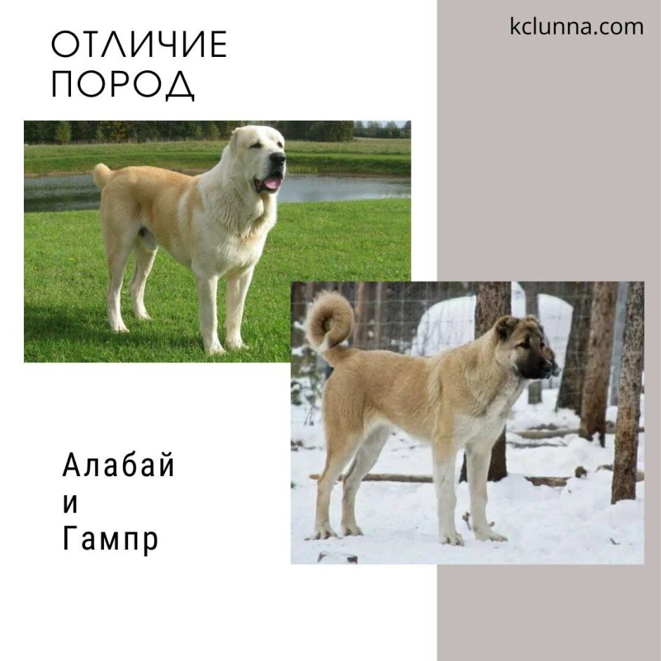 Бои собак турецкий кангал и алабай
