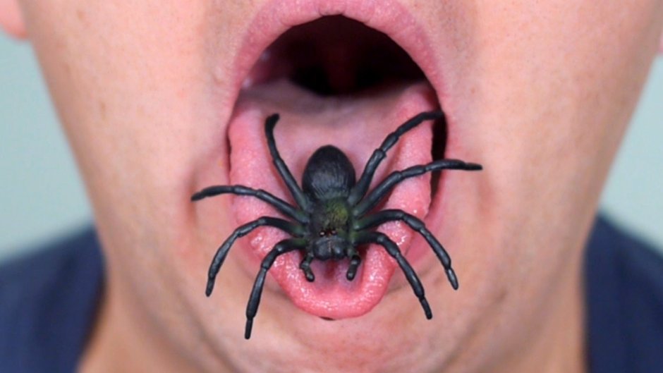 Может сумчатый паук Cheiracanthium punctorium