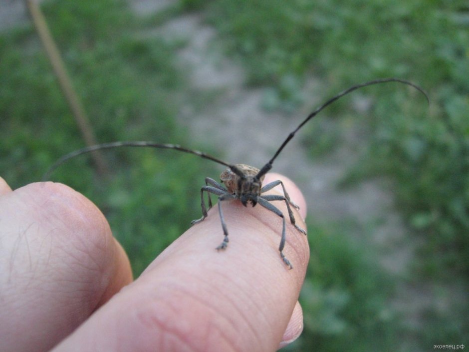 Rhipicera femorata