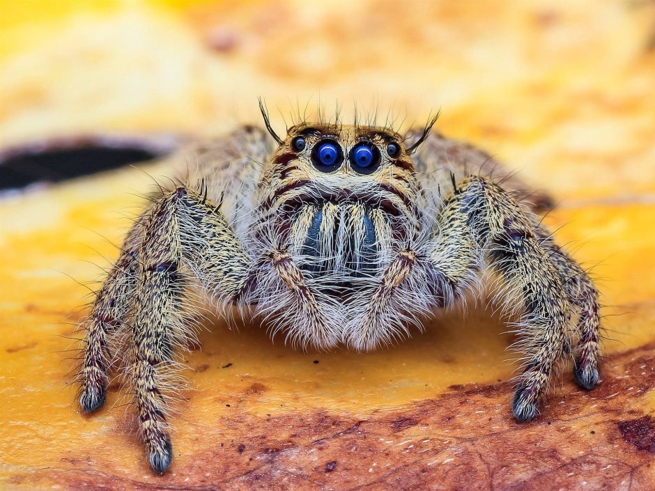 Паук Theridion