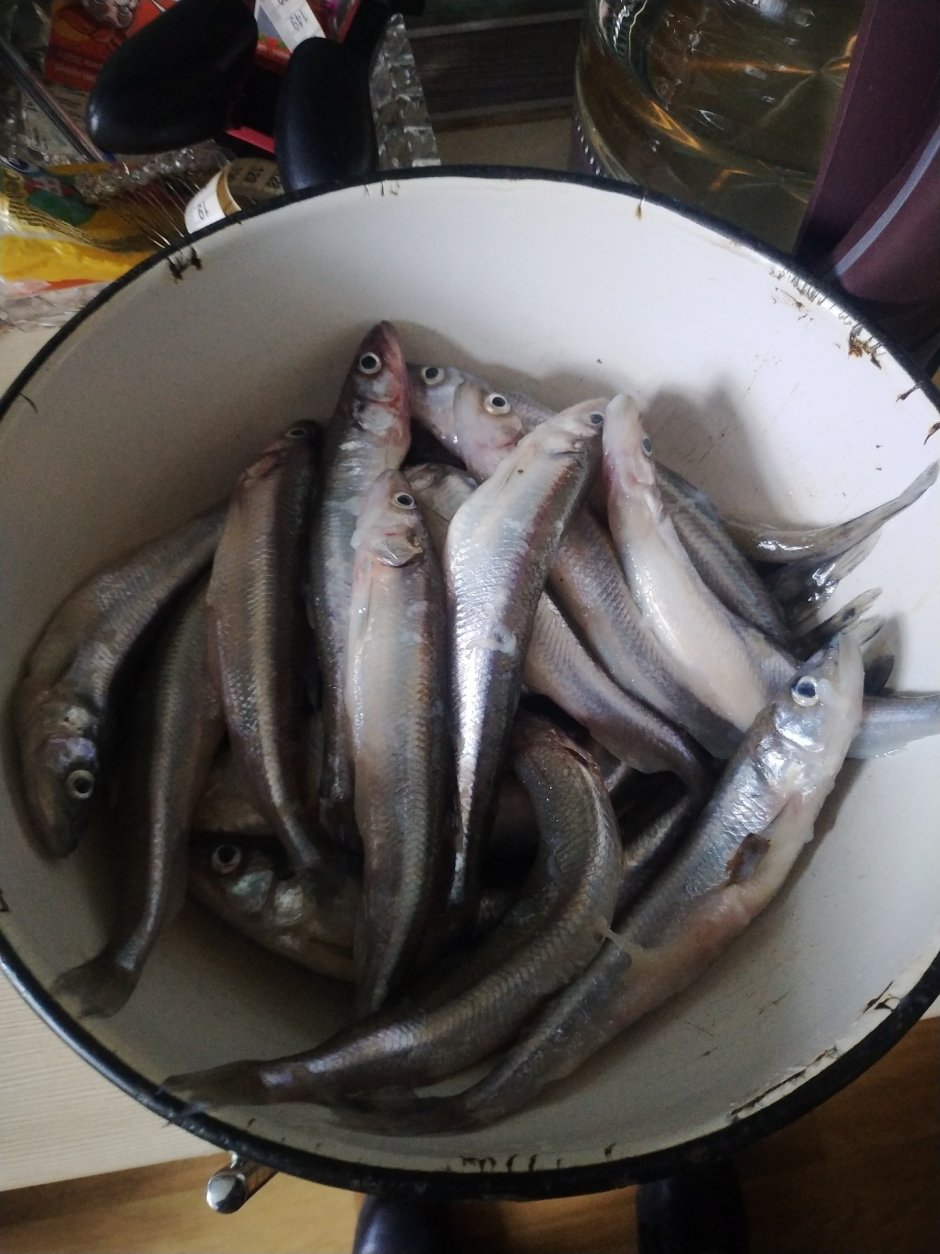 Рыба Северной Двины