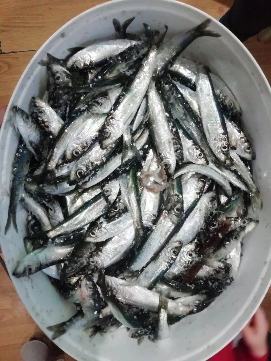 Корюшка Байкальская