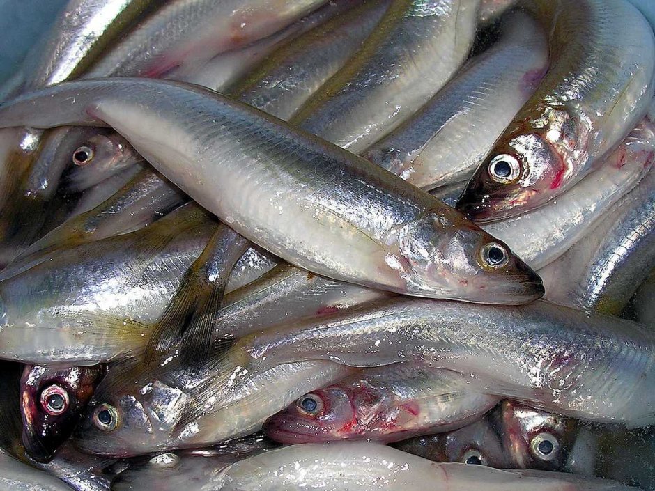 Рыба корюх на белом море