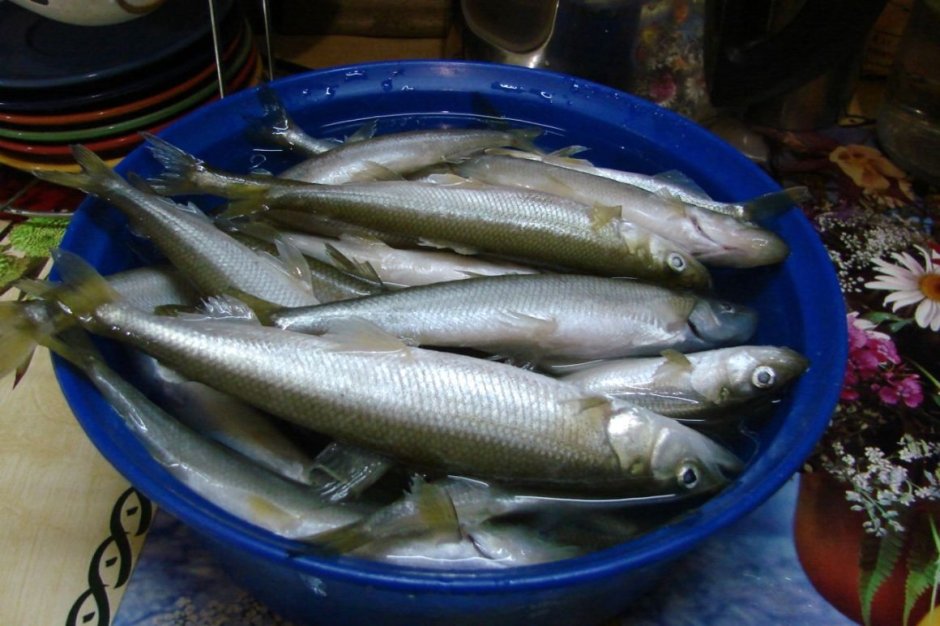 Мурманская корюшка