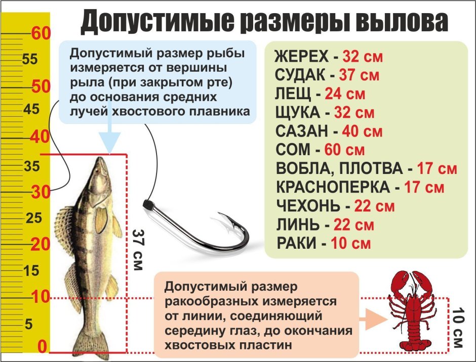 Разрешённый размер вылавливаемой рыбы