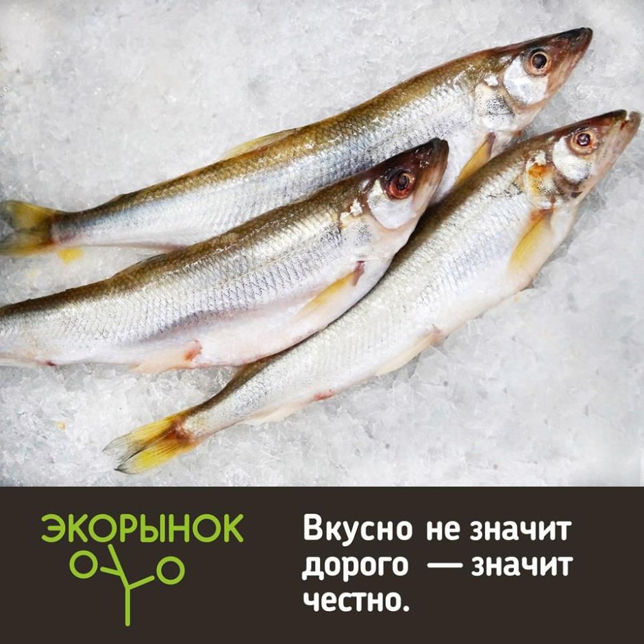 Соната тур рыбалка на севере
