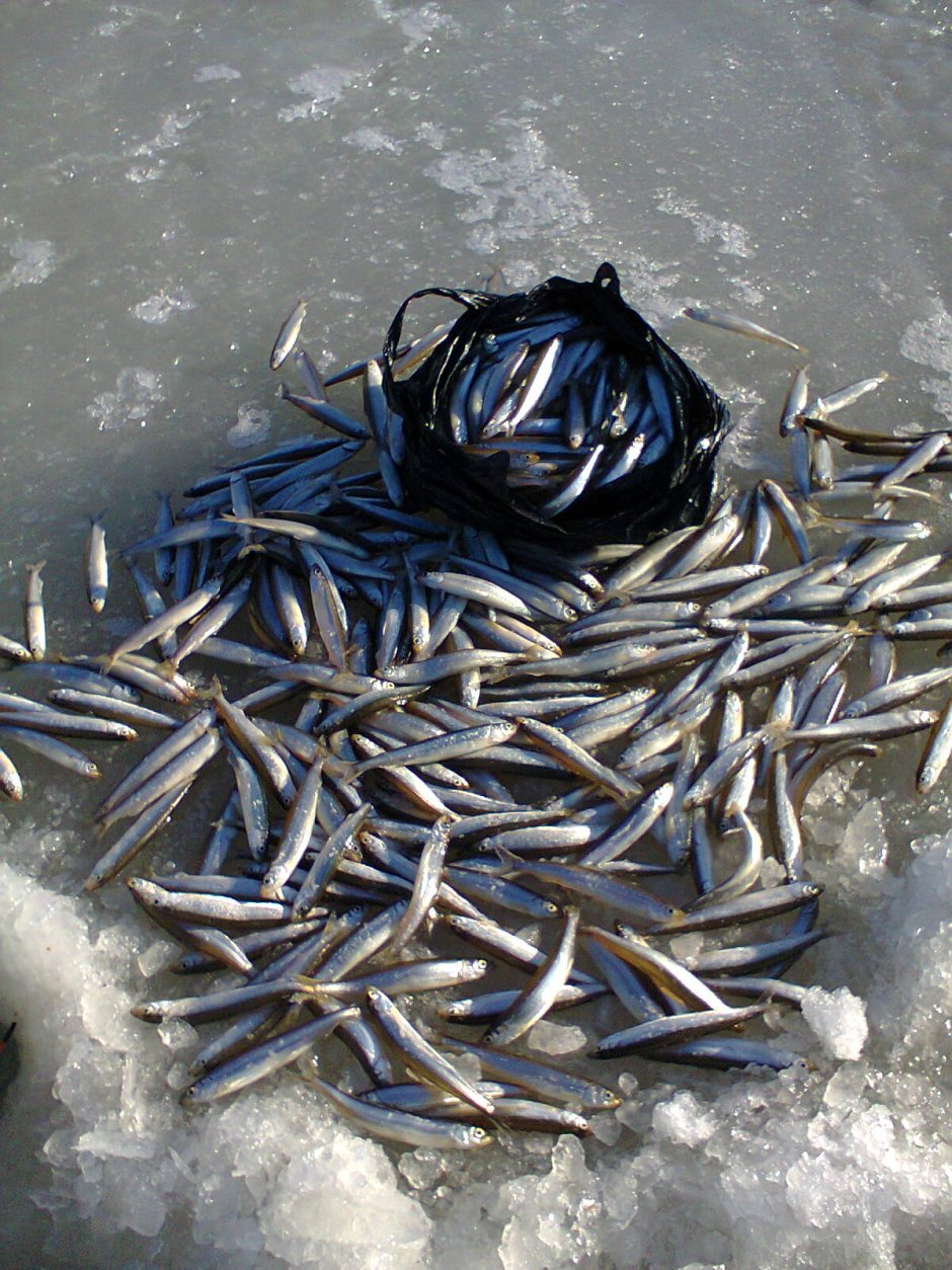 Рыбалка на белом море зимой