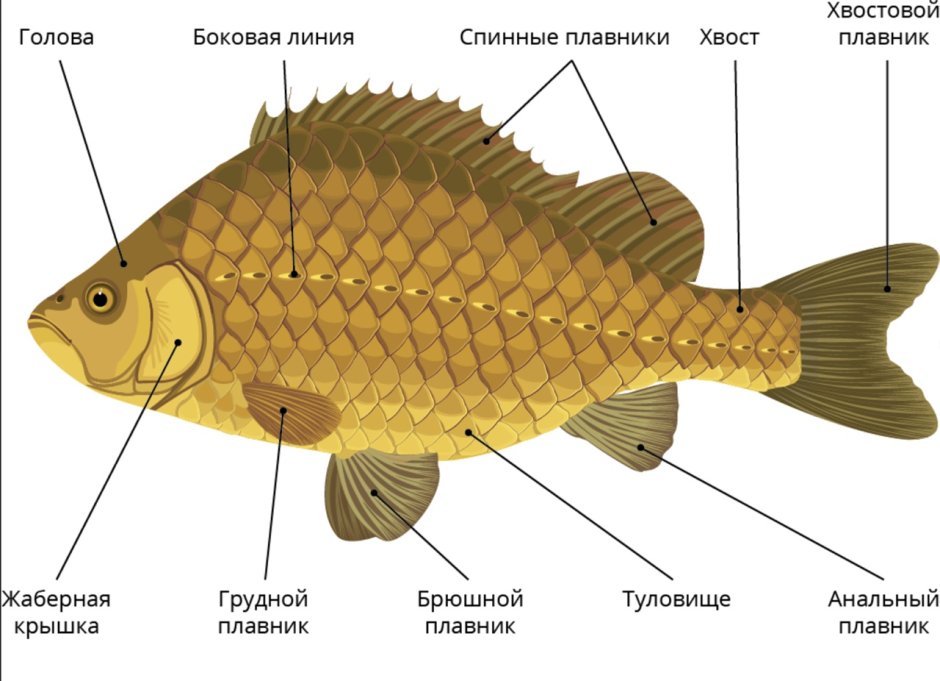 Строение рыбы