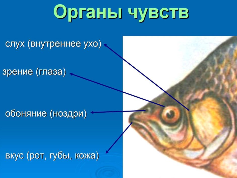 Органы чувств рыб
