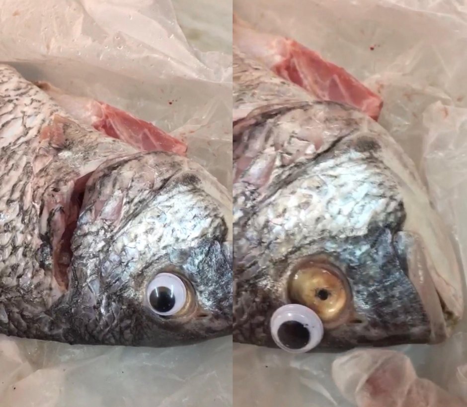 Рыба орет