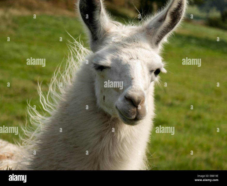 Взгляд ламы