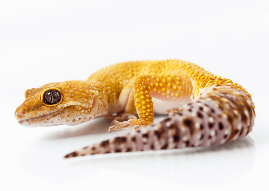 Small Leopard Gecko