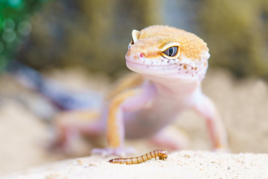 Gecko m2