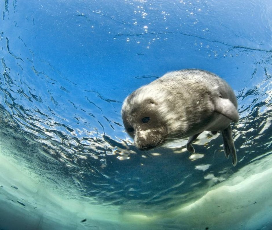 Байкальская Нерпа в воде