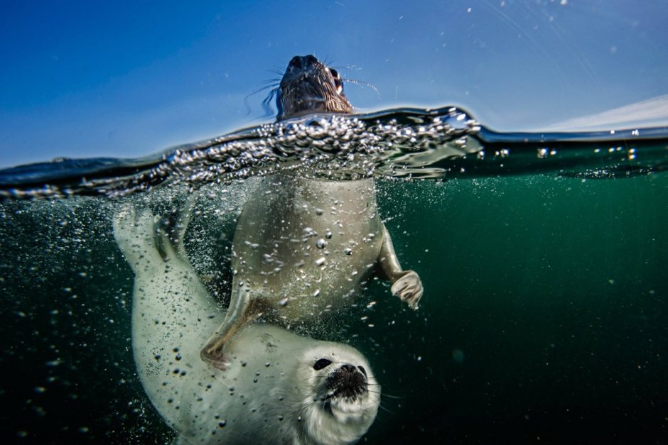 Морской котик в воде