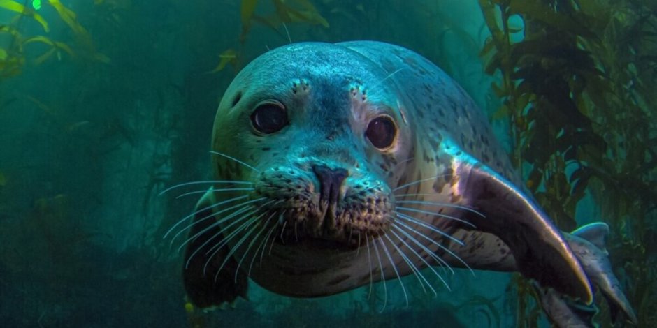 Белый медведь под водой