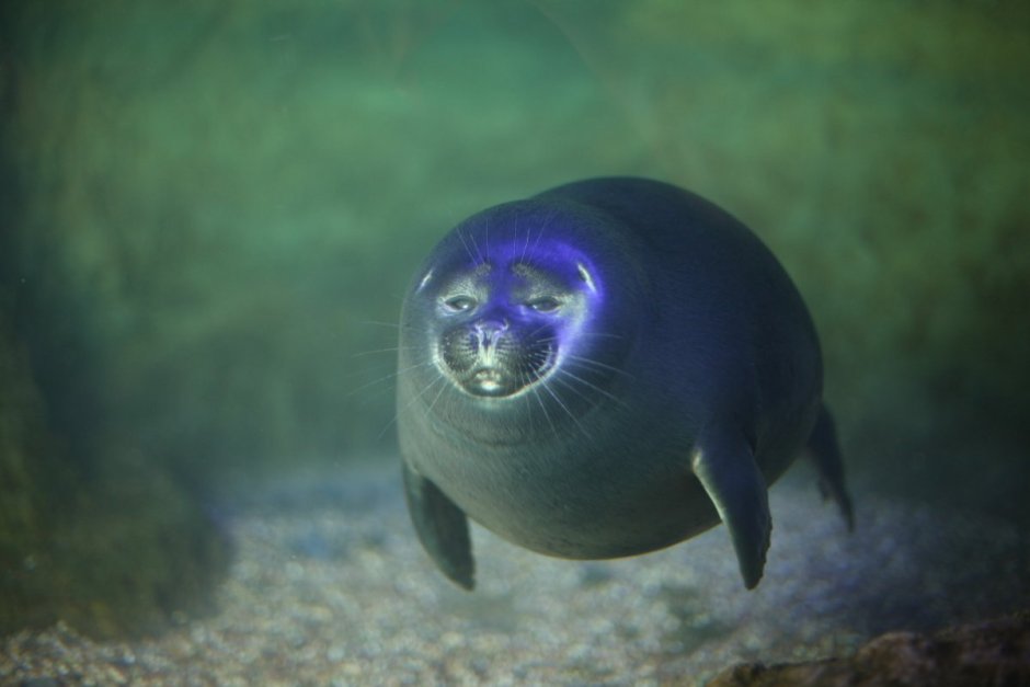 Seal IV