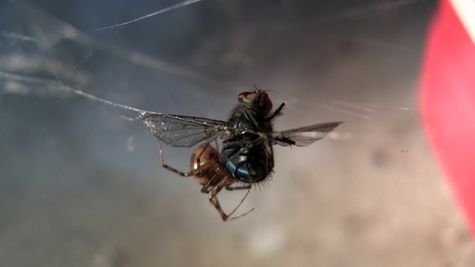 Паутина фантастика