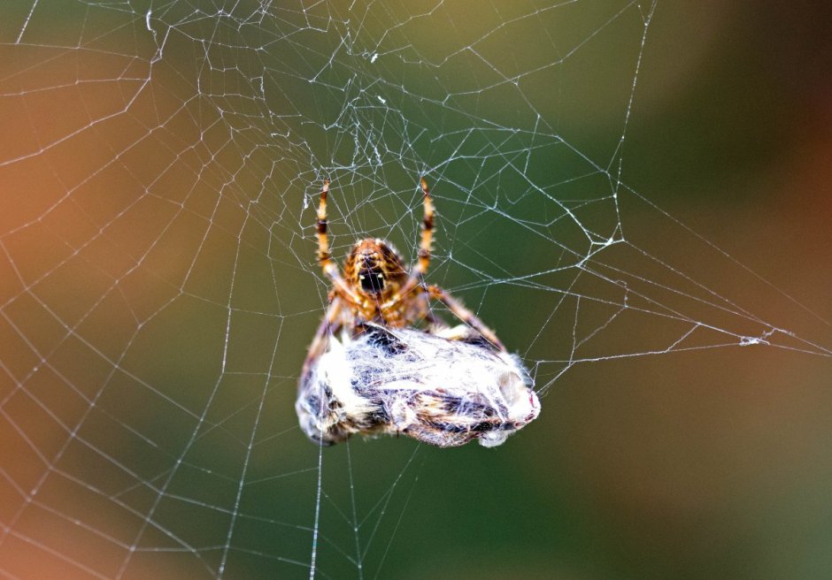 Мультяшный паук на паутине