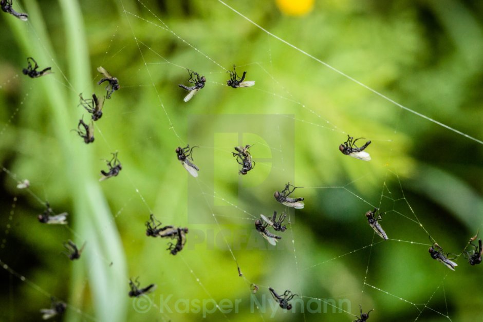 Личинка паука крестовика