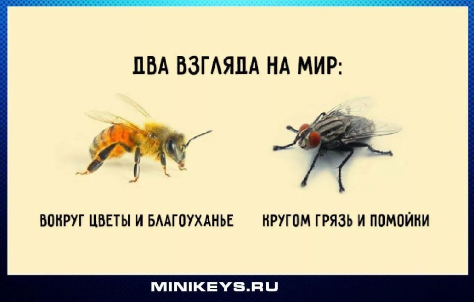 Паучий кокон anime