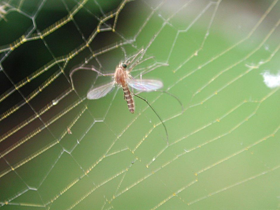 Пауки мешкопряды паутина