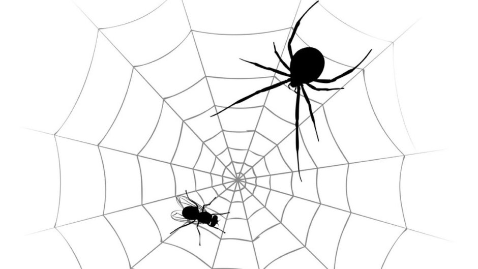 Паучок и Муха