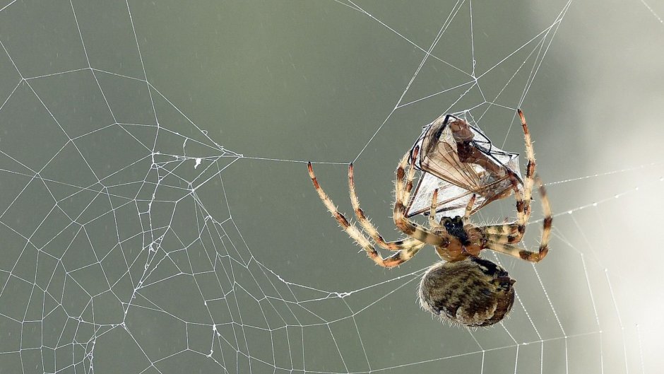 Паук в лесу