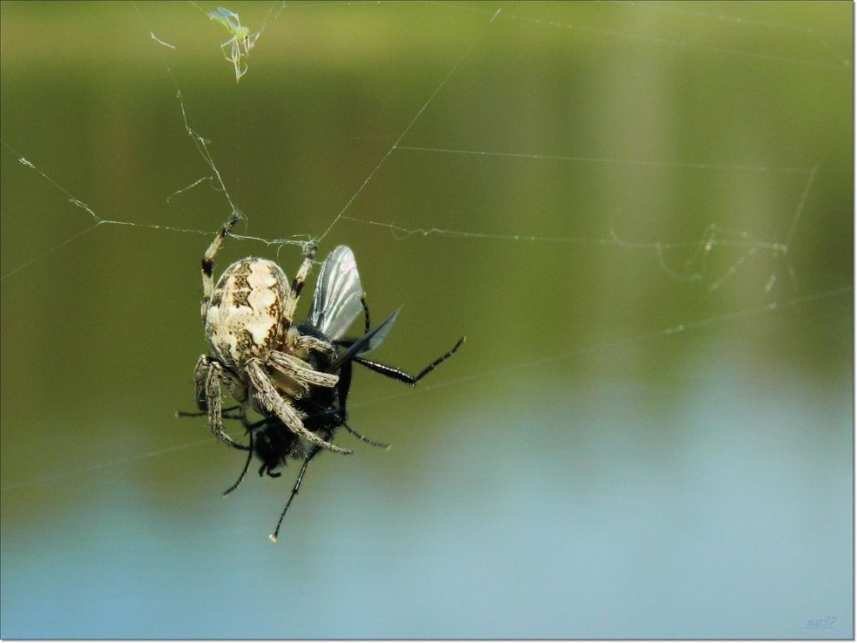Муха запуталась в паутине