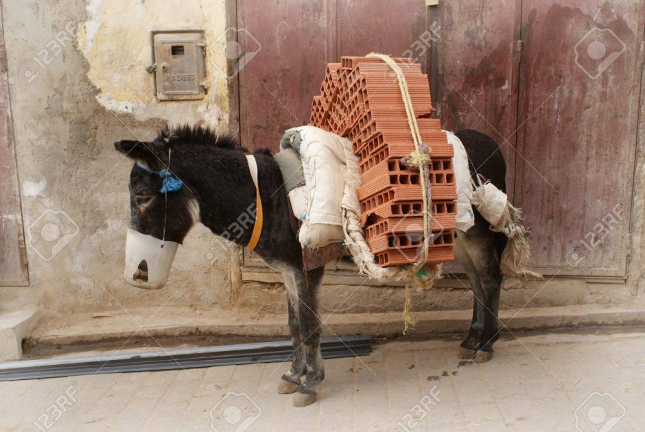 Нагруженный ишак