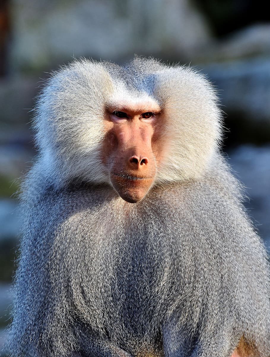 Павиан гамадрил