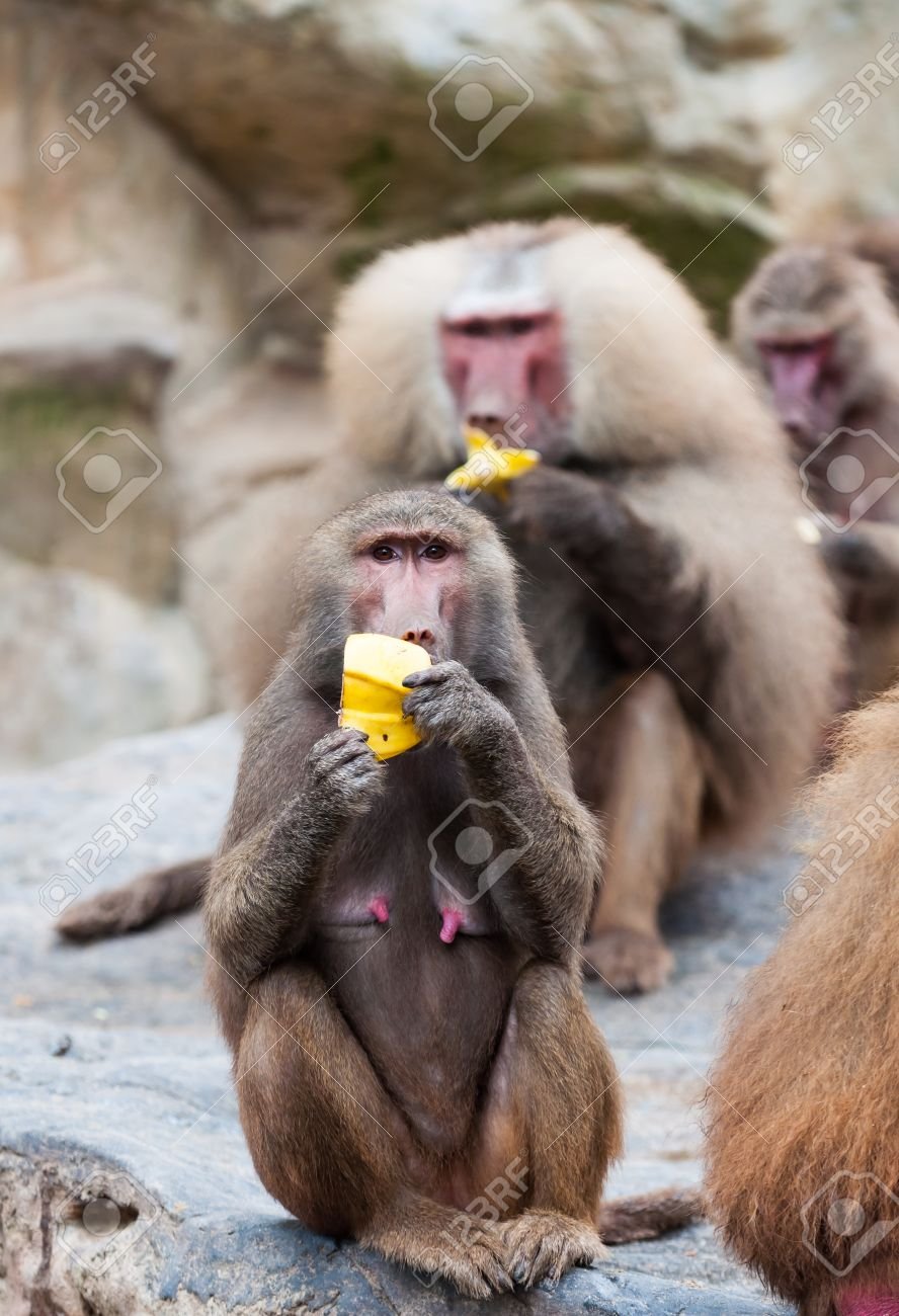Павиан гомадрилыобезьяна