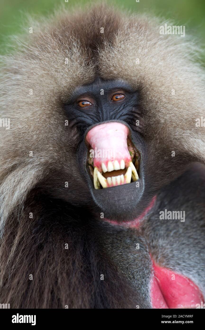 Два бабуина