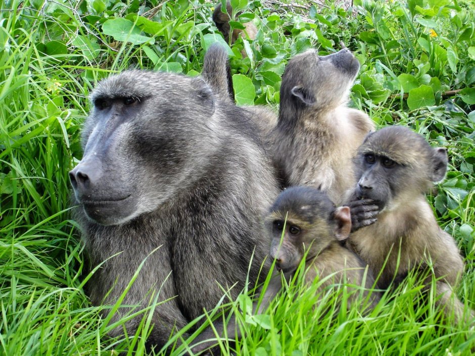 Мандрил обезьяна