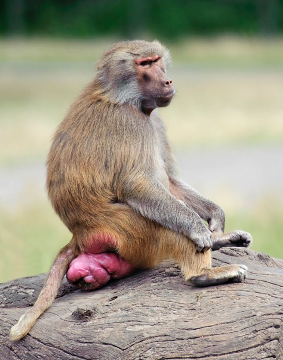 Бабуин Экватор