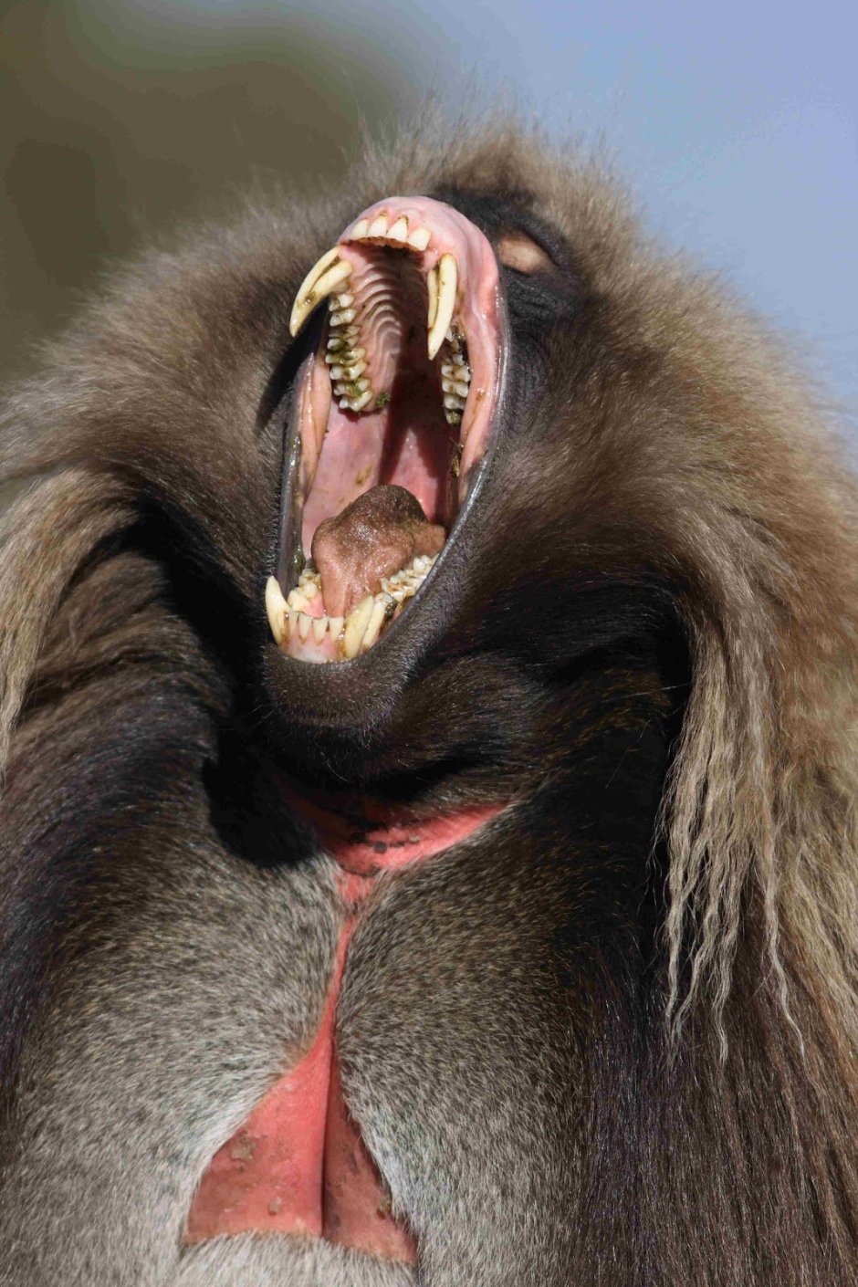 Московский зоопарк обезьяны павиан