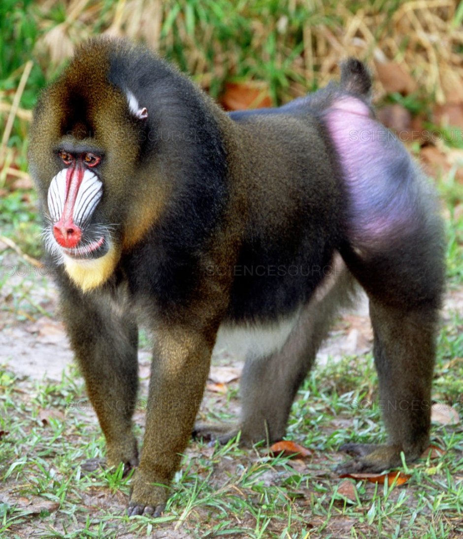 Макака павиан