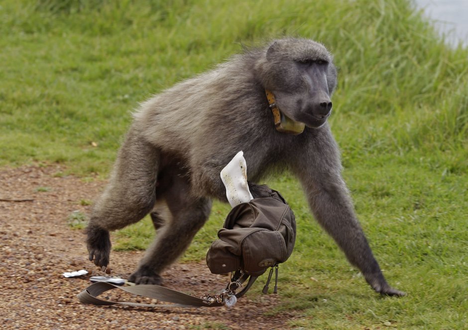 Обезьяна Гелада