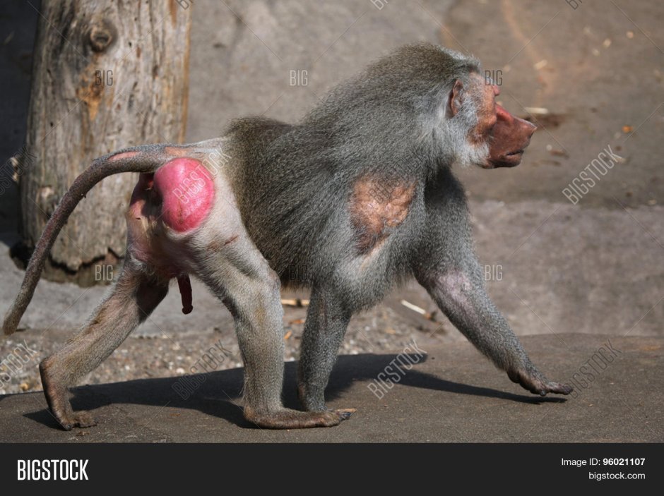 Павиан гамадрил