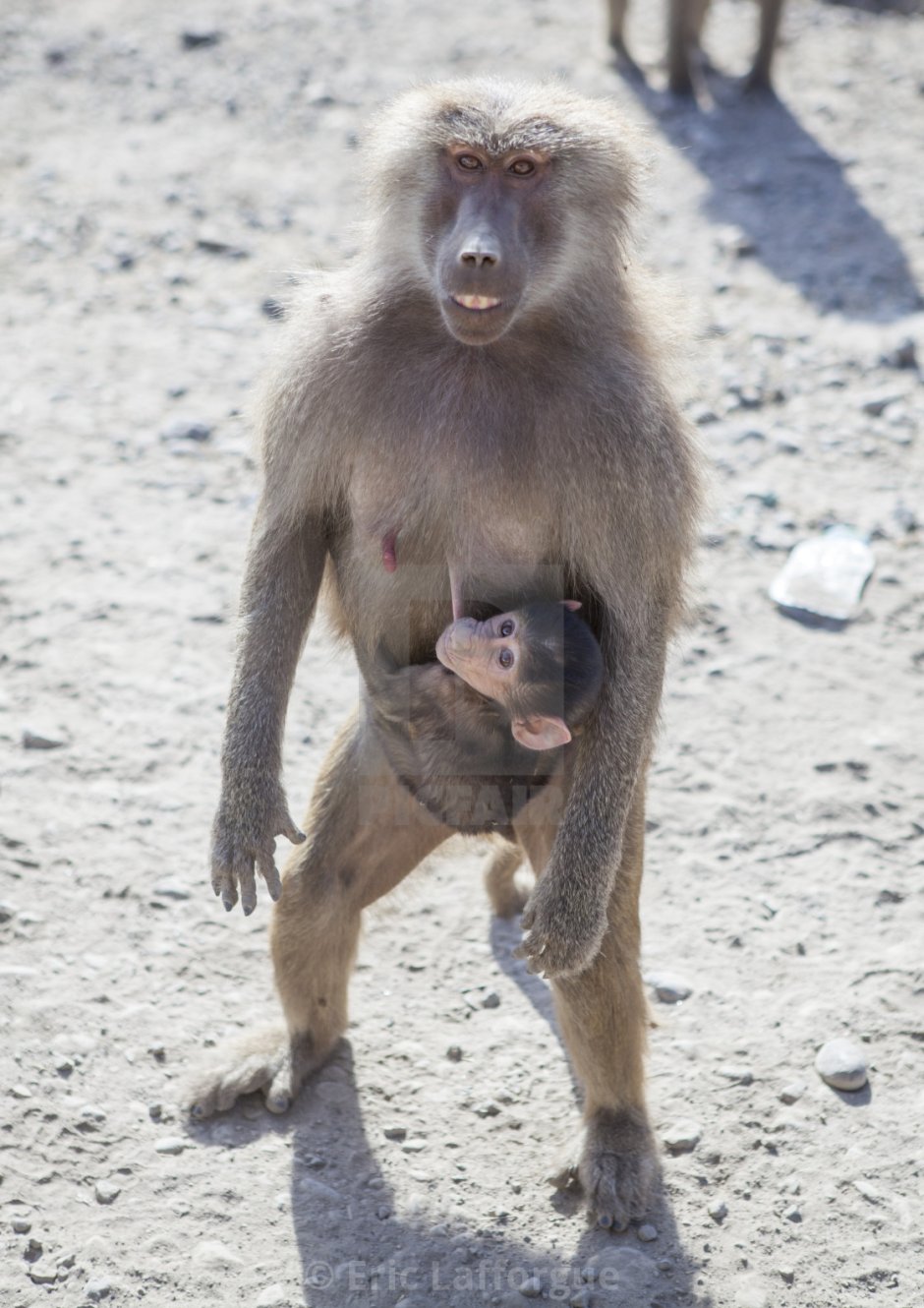 Павиан гамадрил спариваться