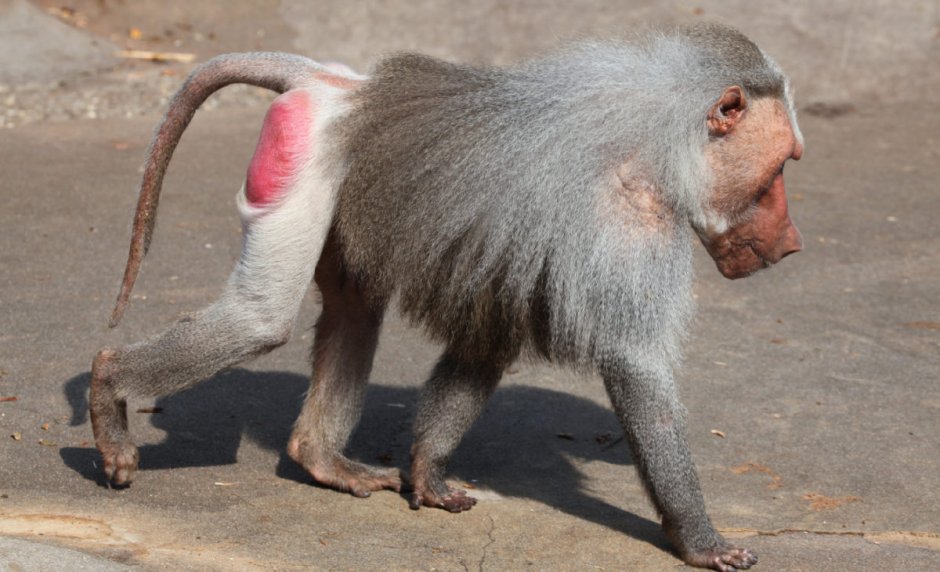 Яркая окраска самцов павианов