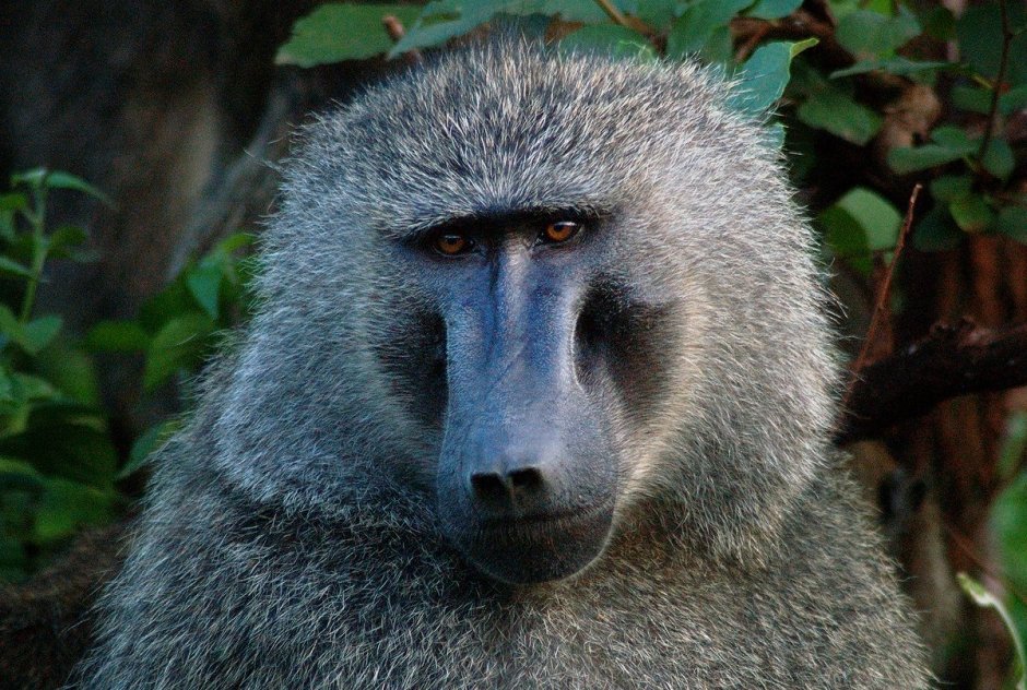 Бабуин Никита