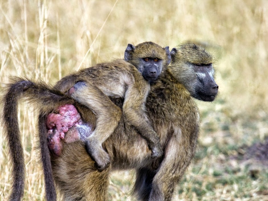 Мандрил яйца