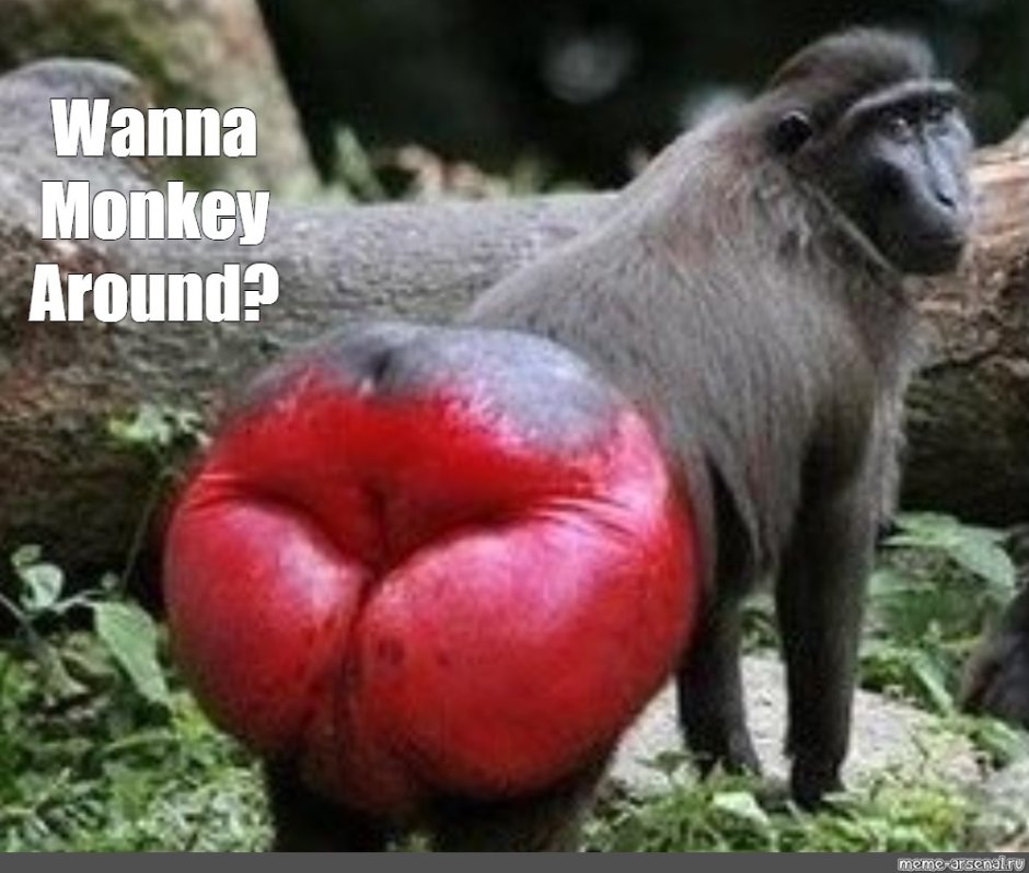 Гвинейский павиан