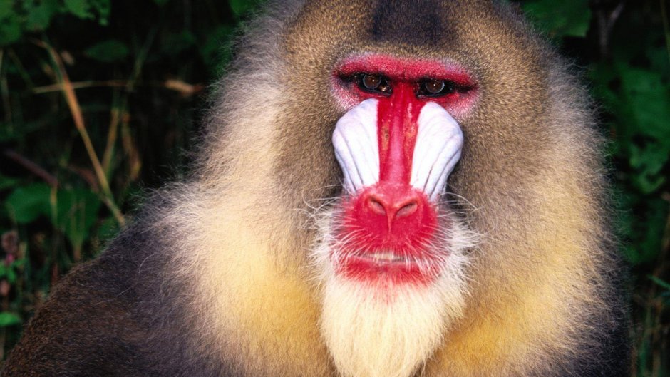 Красноносый Бабуин