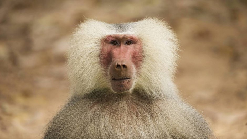 Парк Серенгети бабуины